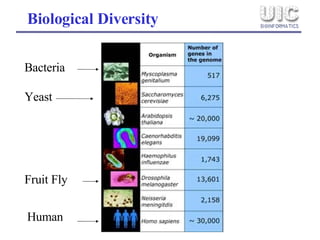 Biological Diversity Bacteria Fruit Fly Human Yeast 