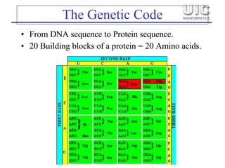 The Genetic Code From DNA sequence to Protein sequence. 20 Building blocks of a protein = 20 Amino acids. 
