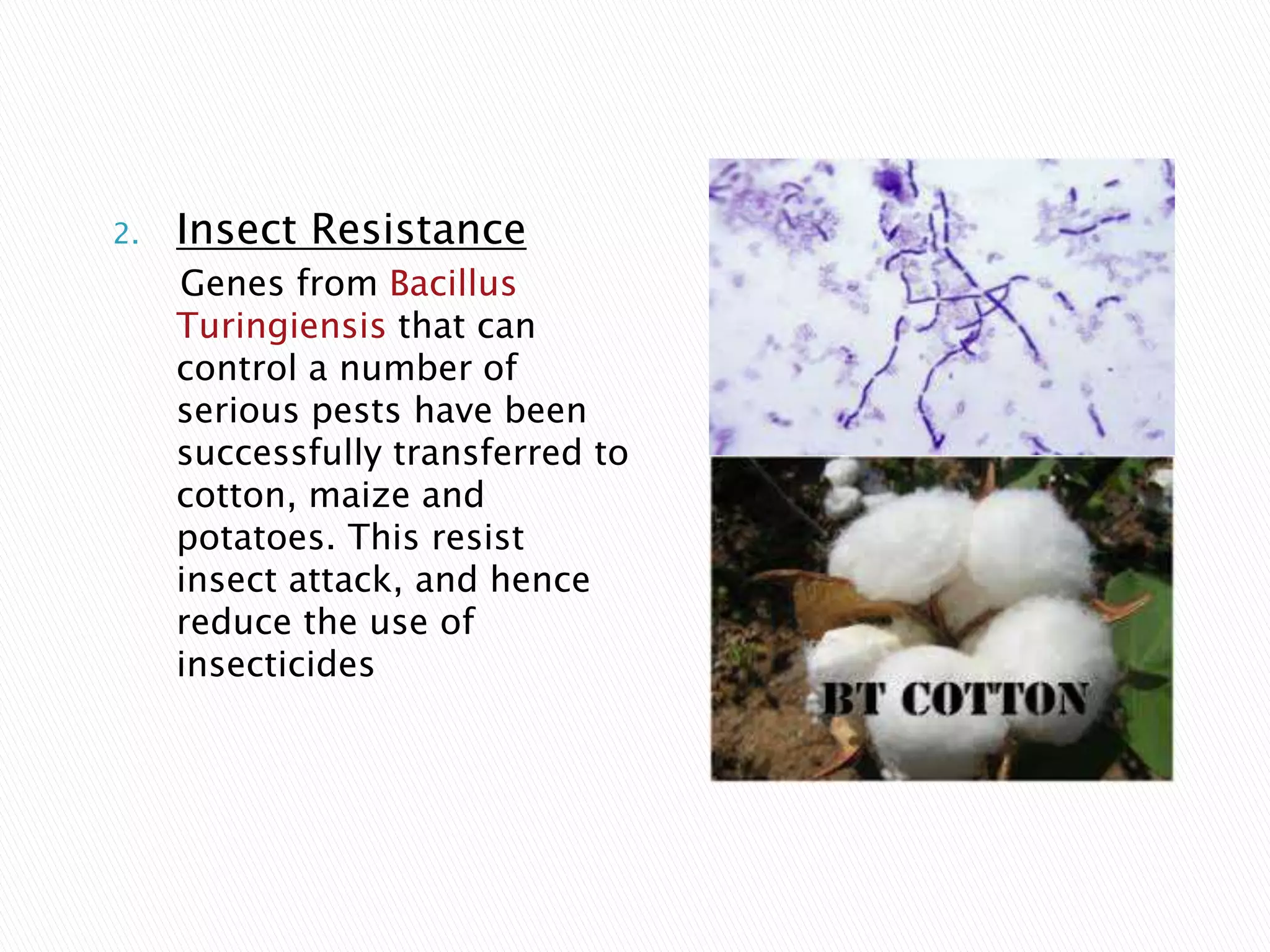2. Insect Resistance
Genes from Bacillus
Turingiensis that can
control a number of
serious pests have been
successfully transferred to
cotton, maize and
potatoes. This resist
insect attack, and hence
reduce the use of
insecticides
 