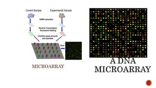 STRUCTURAL GENOMICS, FUNCTIONAL GENOMICS, COMPARATIVE GENOMICS | PPTX