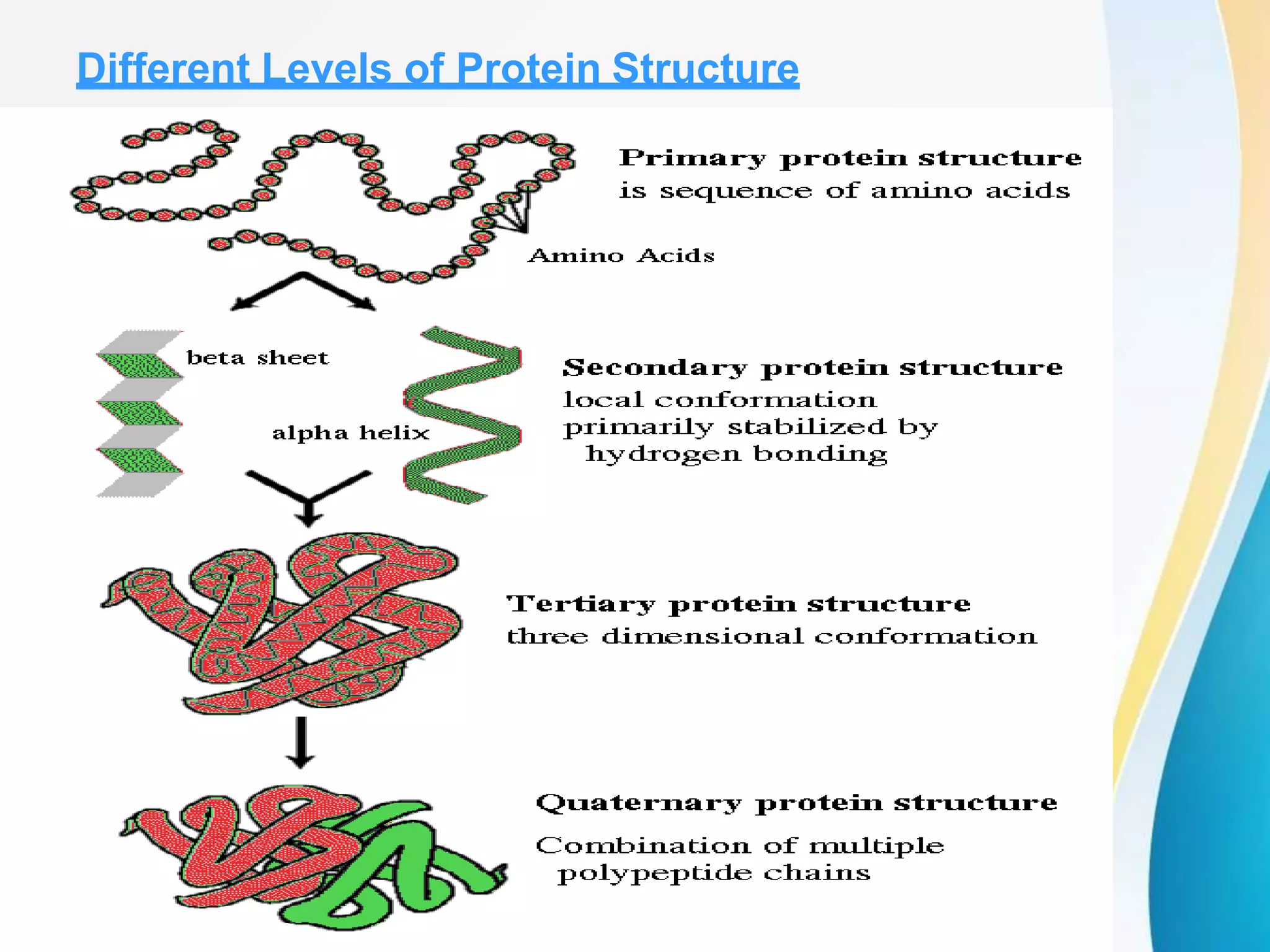 Different Levels of Protein Structure
 