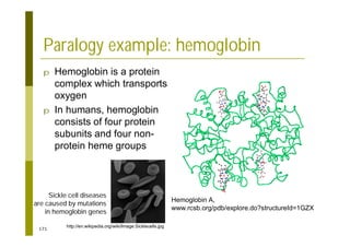 171
Paralogy example: hemoglobin
p Hemoglobin is a protein
complex which transports
oxygen
p In humans, hemoglobin
consists of four protein
subunits and four non-
protein heme groups
Hemoglobin A,
www.rcsb.org/pdb/explore.do?structureId=1GZX
Sickle cell diseases
are caused by mutations
in hemoglobin genes
http://en.wikipedia.org/wiki/Image:Sicklecells.jpg
 