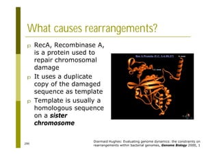 290
What causes rearrangements?
p RecA, Recombinase A,
is a protein used to
repair chromosomal
damage
p It uses a duplicate
copy of the damaged
sequence as template
p Template is usually a
homologous sequence
on a sister
chromosome
Diarmaid Hughes: Evaluating genome dynamics: the constraints on
rearrangements within bacterial genomes, Genome Biology 2000, 1
 