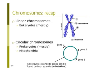 291
Chromosomes: recap
p Linear chromosomes
n Eukaryotes (mostly)
p Circular chromosomes
n Prokaryotes (mostly)
n Mitochondria
chromatid
centromere
gene 1
gene 3
gene 2
Also double-stranded: genes can be
found on both strands (orientations)
 