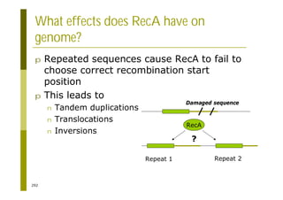 292
What effects does RecA have on
genome?
p Repeated sequences cause RecA to fail to
choose correct recombination start
position
p This leads to
n Tandem duplications
n Translocations
n Inversions
Repeat 1 Repeat 2
RecA
?
Damaged sequence
 