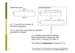 293
Diarmaid Hughes: Evaluating genome dynamics: the constraints on
rearrangements within bacterial genomes, Genome Biology 2000, 1
X, Y, Z and W are repeats of
the same sequence.
a, b, c and d are sequences on genome
bounded by repeats.
In a tandem duplication example,
RecA recombines a sequence that
starts from Y instead of Z after Z.
This leads to duplication of segment Y-Z.
 