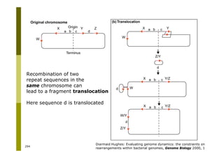 294
Diarmaid Hughes: Evaluating genome dynamics: the constraints on
rearrangements within bacterial genomes, Genome Biology 2000, 1
Recombination of two
repeat sequences in the
same chromosome can
lead to a fragment translocation
Here sequence d is translocated
 