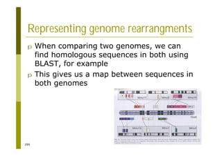 299
Representing genome rearrangments
p When comparing two genomes, we can
find homologous sequences in both using
BLAST, for example
p This gives us a map between sequences in
both genomes
 