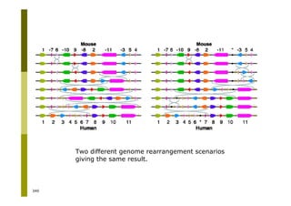 340
Two different genome rearrangement scenarios
giving the same result.
 