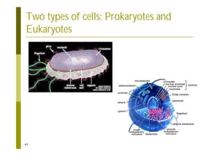 47
Two types of cells: Prokaryotes and
Eukaryotes
 