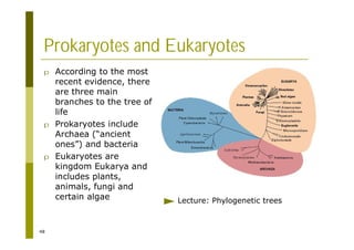 48
Prokaryotes and Eukaryotes
p According to the most
recent evidence, there
are three main
branches to the tree of
life
p Prokaryotes include
Archaea (“ancient
ones”) and bacteria
p Eukaryotes are
kingdom Eukarya and
includes plants,
animals, fungi and
certain algae Lecture: Phylogenetic trees
 