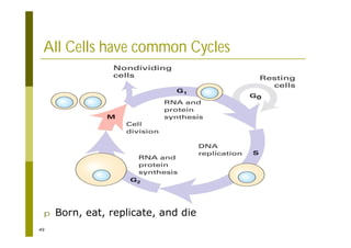 49
All Cells have common Cycles
p Born, eat, replicate, and die
 