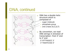 54
DNA, continued
p DNA has a double helix
structure which is
composed of
n sugar molecule
n phosphate group
n and a base (A,C,G,T)
p By convention, we read
DNA strings in direction of
transcription: from 5’ end
to 3’ end
5’ ATTTAGGCC 3’
3’ TAAATCCGG 5’
 