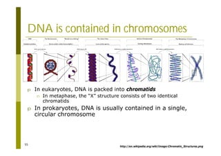 55
DNA is contained in chromosomes
http://en.wikipedia.org/wiki/Image:Chromatin_Structures.png
p In eukaryotes, DNA is packed into chromatids
n In metaphase, the “X” structure consists of two identical
chromatids
p In prokaryotes, DNA is usually contained in a single,
circular chromosome
 