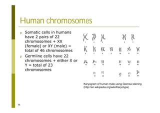 56
Human chromosomes
p Somatic cells in humans
have 2 pairs of 22
chromosomes + XX
(female) or XY (male) =
total of 46 chromosomes
p Germline cells have 22
chromosomes + either X or
Y = total of 23
chromosomes
Karyogram of human male using Giemsa staining
(http://en.wikipedia.org/wiki/Karyotype)
 