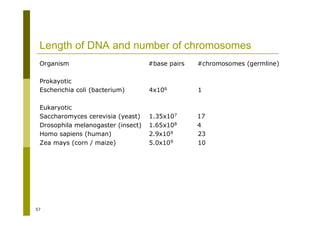 57
Length of DNA and number of chromosomes
Organism #base pairs #chromosomes (germline)
Prokayotic
Escherichia coli (bacterium) 4x106 1
Eukaryotic
Saccharomyces cerevisia (yeast) 1.35x107 17
Drosophila melanogaster (insect) 1.65x108 4
Homo sapiens (human) 2.9x109 23
Zea mays (corn / maize) 5.0x109 10
 