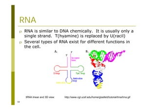 59
RNA
p RNA is similar to DNA chemically. It is usually only a
single strand. T(hyamine) is replaced by U(racil)
p Several types of RNA exist for different functions in
the cell.
http://www.cgl.ucsf.edu/home/glasfeld/tutorial/trna/trna.gif
tRNA linear and 3D view:
 