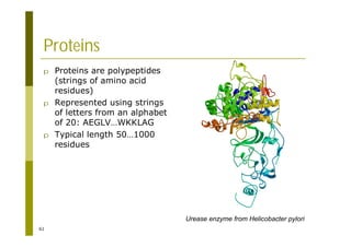 61
Proteins
p Proteins are polypeptides
(strings of amino acid
residues)
p Represented using strings
of letters from an alphabet
of 20: AEGLV…WKKLAG
p Typical length 50…1000
residues
Urease enzyme from Helicobacter pylori
 