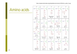 62
Amino acids
http://upload.wikimedia.org/wikipedia/commons/c/c5/Amino_acids_2.png
 