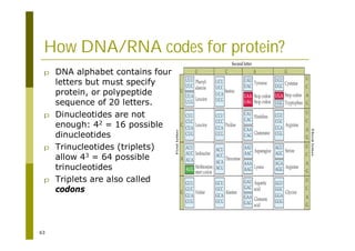 63
How DNA/RNA codes for protein?
p DNA alphabet contains four
letters but must specify
protein, or polypeptide
sequence of 20 letters.
p Dinucleotides are not
enough: 42 = 16 possible
dinucleotides
p Trinucleotides (triplets)
allow 43 = 64 possible
trinucleotides
p Triplets are also called
codons
 