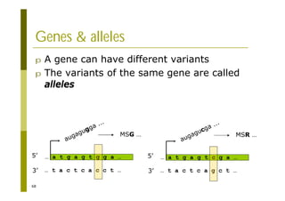 68
Genes & alleles
p A gene can have different variants
p The variants of the same gene are called
alleles
5’
3’
… a t g a g t g g a …
… t a c t c a c c t …
augagugga ...
MSG …
5’
3’
… a t g a g t c g a …
… t a c t c a g c t …
augagucga ...
MSR …
 