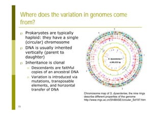 72
Where does the variation in genomes come
from?
p Prokaryotes are typically
haploid: they have a single
(circular) chromosome
p DNA is usually inherited
vertically (parent to
daughter)
p Inheritance is clonal
n Descendants are faithful
copies of an ancestral DNA
n Variation is introduced via
mutations, transposable
elements, and horizontal
transfer of DNA
Chromosome map of S. dysenteriae, the nine rings
describe different properties of the genome
http://www.mgc.ac.cn/ShiBASE/circular_Sd197.htm
 