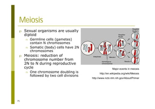 75
Meiosis
p Sexual organisms are usually
diploid
n Germline cells (gametes)
contain N chromosomes
n Somatic (body) cells have 2N
chromosomes
p Meiosis: reduction of
chromosome number from
2N to N during reproductive
cycle
n One chromosome doubling is
followed by two cell divisions
Major events in meiosis
http://en.wikipedia.org/wiki/Meiosis
http://www.ncbi.nlm.nih.gov/About/Primer
 