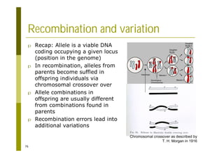 76
Recombination and variation
p Recap: Allele is a viable DNA
coding occupying a given locus
(position in the genome)
p In recombination, alleles from
parents become suffled in
offspring individuals via
chromosomal crossover over
p Allele combinations in
offspring are usually different
from combinations found in
parents
p Recombination errors lead into
additional variations
Chromosomal crossover as described by
T. H. Morgan in 1916
 