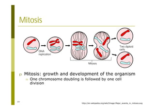 77
Mitosis
http://en.wikipedia.org/wiki/Image:Major_events_in_mitosis.svg
p Mitosis: growth and development of the organism
n One chromosome doubling is followed by one cell
division
 
