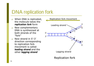 90
DNA replication fork
p When DNA is replicated,
the molecule takes the
replication fork form
p New complementary
DNA is synthesised at
both strands of the
”fork”
p New strand in 5’-3’
direction corresponding
to replication fork
movement is called
leading strand and the
other lagging strand
Leading strand
Lagging strand
Replication fork
Replication fork movement
 