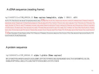 A cDNA sequence (reading frame)
A protein sequence
>gi|14456711|ref|NM_000558.3| Homo sapiens hemoglobin, alpha 1 (HBA1), mRNA
ACTCTTCTGGTCCCCACAGACTCAGAGAGAACCCACCATGGTGCTGTCTCCTGCCGACAAGACCAACGTCAAGGCCGCCTGGGGTAAGGTC
GGCGCGCACGCTGGCGAGTATGGTGCGGAGGCCCTGGAGAGGATGTTCCTGTCCTTCCCCACCACCAAGACCTACTTCCCGCACTTCGACCTG
AGCCACGGCTCTGCCCAGGTTAAGGGCCACGGCAAGAAGGTGGCCGACGCGCTGACCAACGCCGTGGCGCACGTGGACGACATGCCCAACGCG
CTGTCCGCCCTGAGCGACCTGCACGCGCACAAGCTTCGGGTGGACCCGGTCAACTTCAAGCTCCTAAGCCACTGCCTGCTGGTGACCCTGGCC
GCCCACCTCCCCGCCGAGTTCACCCCTGCGGTGCACGCCTCCCTGGACAAGTTCCTGGCTTCTGTGAGCACCGTGCTGACCTCCAAATACCGT
TAAGCTGGAGCCTCGGTGGCCATGCTTCTTGCCCCTTGGGCCTCCCCCCAGCCCCTCCTCCCCTTCCTGCACCCGTACCCCCGTGGTCTTT
GAATAAAGTCTGAGTGGGCGGC
>gi|4504347|ref|NP_000549.1| alpha 1 globin [Homo sapiens]
MVLSPADKTNVKAAWGKVGAHAGEYGAEALERMFLSFPTTKTYFPHFDLSHGSAQVKGHGKKVADALTNAVAHVDDMPNALSALSDL
HAHKLRVDPVNFKLLSHCLLVTLAAHLPAEFTPAVHASLDKFLASVSTVLTSKYR
19
 