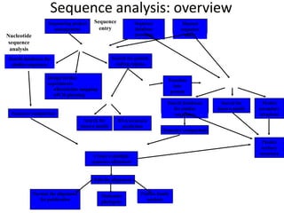 Sequence analysis: overview
Nucleotide sequence file
Search databases for
similar sequences
Sequence comparison
Design further
experiments
Restriction mapping
PCR planning
Translate
into
protein
Search for
known motifs
RNA structure
prediction
non-coding
coding
Protein
sequence
analysis
Search for protein
coding regions
Manual
sequence
entry
Sequence
database
browsing
Sequencing project
management
Protein sequence file
Search databases
for similar
sequences
Sequence comparison
Search for
known motifs
Predict
secondary
structure
Predict
tertiary
structure
Create a multiple
sequence alignment
Edit the alignment
Format the alignment
for publication
Molecular
phylogeny
Protein family
analysis
Nucleotide
sequence
analysis
Sequence
entry
 