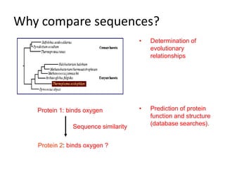 Why compare sequences?
• Determination of
evolutionary
relationships
• Prediction of protein
function and structure
(database searches).
Protein 1: binds oxygen
Sequence similarity
Protein 2: binds oxygen ?
 