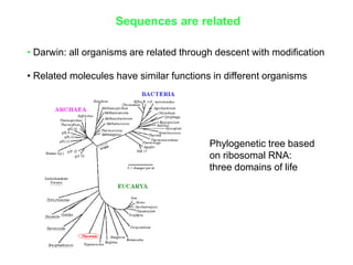 Sequences are related
• Darwin: all organisms are related through descent with modification
• Related molecules have similar functions in different organisms
Phylogenetic tree based
on ribosomal RNA:
three domains of life
 