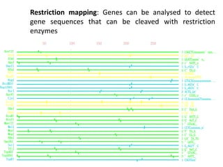 Restriction mapping: Genes can be analysed to detect
gene sequences that can be cleaved with restriction
enzymes
AceIII 1 CAGCTCnnnnnnn’nnn...
AluI 2 AG’CT
AlwI 1 GGATCnnnn’n_
ApoI 2 r’AATT_y
BanII 1 G_rGCy’C
BfaI 2 C’TA_G
BfiI 1 ACTGGG
BsaXI 1 ACnnnnnCTCC
BsgI 1 GTGCAGnnnnnnnnnnn...
BsiHKAI 1 G_wGCw’C
Bsp1286I 1 G_dGCh’C
BsrI 2 ACTG_Gn’
BsrFI 1 r’CCGG_y
CjeI 2 CCAnnnnnnGTnnnnnn...
CviJI 4 rG’Cy
CviRI 1 TG’CA
DdeI 2 C’TnA_G
DpnI 2 GA’TC
EcoRI 1 G’AATT_C
HinfI 2 G’AnT_C
MaeIII 1 ’GTnAC_
MnlI 1 CCTCnnnnnn_n’
MseI 2 T’TA_A
MspI 1 C’CG_G
NdeI 1 CA’TA_TG
Sau3AI 2 ’GATC_
SstI 1 G_AGCT’C
TfiI 2 G’AwT_C
Tsp45I 1 ’GTsAC_
Tsp509I 3 ’AATT_
TspRI 1 CAGTGnn’
50 100 150 200 250
 