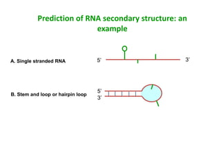 Prediction of RNA secondary structure: an
example
A. Single stranded RNA 5’ 3’
5’
3’
B. Stem and loop or hairpin loop
 