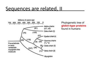 Sequences are related, II
Phylogenetic tree of
globin-type proteins
found in humans
 