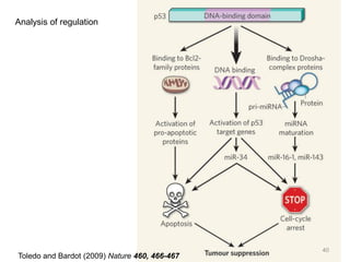 Analysis of regulation
Toledo and Bardot (2009) Nature 460, 466-467
40
 