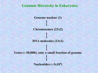 Genomic Hierarchy in Eukaryotes
Genome nuclear (1)
Chromosomes (23x2)
DNA molecules (23x2)
Genes (~30,000); only a small fraction of genome
Nucleotides (~3x109)
 