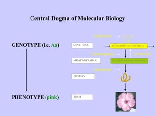 Central Dogma of Molecular Biology
GENOTYPE (i.e. Aa)
PHENOTYPE (pink)
GENE (DNA)
MESSENGER (RNA)
PROTEIN
TRAIT
ATGCAAGTCCACTGTATTCCA
UACGUUCAGGUGACAUAAGGG
transcription reverse tr
translation
replication
 
