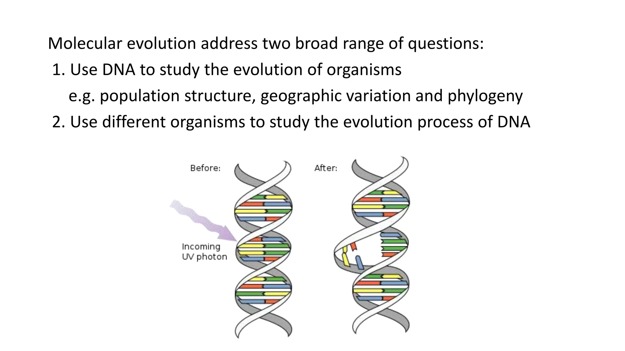 Molecular Clock Hypothesis