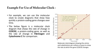 ExampleForUseofMolecularClock:
• For example, we can use the molecular
clock to create diagrams that show how
quickly a protein-coding gene changes over
time.
• The below figure is a molecular clock
diagram that shows the rate of change in
CCDC92, a protein-coding gene, as well as
the rate of change in Fibrinogen and
Cytochrome C for comparison.
Molecular clock diagram showing the amino
acid substitutions per millions of years to show
the rate at which the gene CCDC92 changes
 