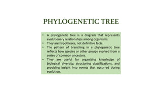 PHYLOGENETIC TREE
• A phylogenetic tree is a diagram that represents
evolutionary relationships among organisms.
• They are hypotheses, not definitive facts.
• The pattern of branching in a phylogenetic tree
reflects how species or other groups evolved from a
series of common ancestors.
• They are useful for organizing knowledge of
biological diversity, structuring classifications, and
providing insight into events that occurred during
evolution.
 