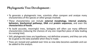PhylogeneticTreeDevelopment:
• To generate a phylogenetic tree, scientists often compare and analyze many
characteristics of the species or other groups involved.
• These characteristics can include external morphology, internal anatomy,
behaviors, biochemical pathways, DNA and protein sequences, and even the
characteristics of fossils.
• To build accurate, meaningful trees, biologists will often use many different
characteristics (reducing the chances of any one imperfect piece of data leading
to a wrong tree).
• Still, phylogenetic trees are hypotheses, not definitive answers, and they can only
be as good as the data available when they’re made.
• Trees are revised and updated over time as new data becomes available and can
be added to the analysis.
 