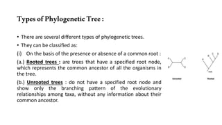 TypesofPhylogeneticTree :
• There are several different types of phylogenetic trees.
• They can be classified as:
(i) On the basis of the presence or absence of a common root :
(a.) Rooted trees : are trees that have a specified root node,
which represents the common ancestor of all the organisms in
the tree.
(b.) Unrooted trees : do not have a specified root node and
show only the branching pattern of the evolutionary
relationships among taxa, without any information about their
common ancestor.
 
