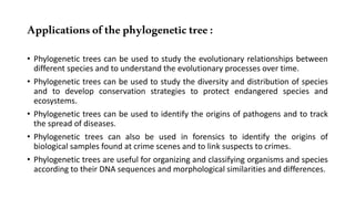 Applicationsofthephylogenetictree:
• Phylogenetic trees can be used to study the evolutionary relationships between
different species and to understand the evolutionary processes over time.
• Phylogenetic trees can be used to study the diversity and distribution of species
and to develop conservation strategies to protect endangered species and
ecosystems.
• Phylogenetic trees can be used to identify the origins of pathogens and to track
the spread of diseases.
• Phylogenetic trees can also be used in forensics to identify the origins of
biological samples found at crime scenes and to link suspects to crimes.
• Phylogenetic trees are useful for organizing and classifying organisms and species
according to their DNA sequences and morphological similarities and differences.
 