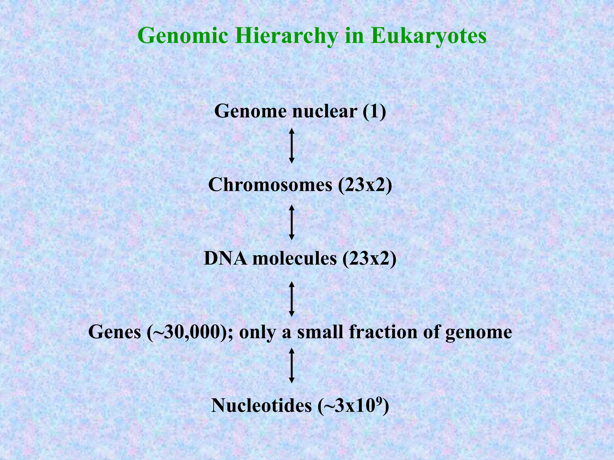 Genomic Hierarchy in Eukaryotes
Genome nuclear (1)
Chromosomes (23x2)
DNA molecules (23x2)
Genes (~30,000); only a small fraction of genome
Nucleotides (~3x109)
 