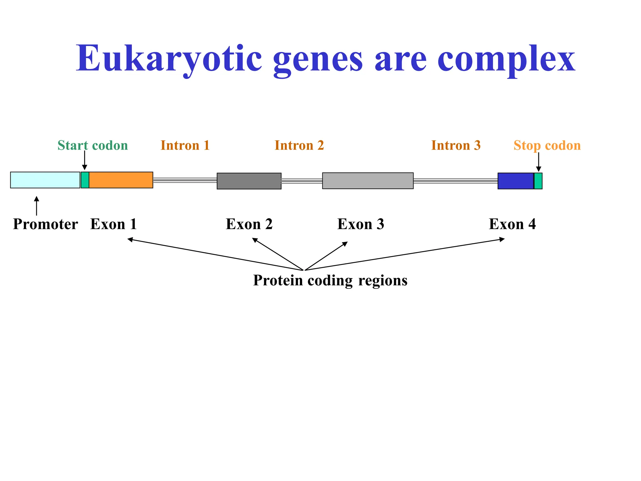 Eukaryotic genes are complex
Promoter Exon 1 Exon 2 Exon 3 Exon 4
Start codon Intron 1 Intron 2 Intron 3 Stop codon
Protein coding regions
 