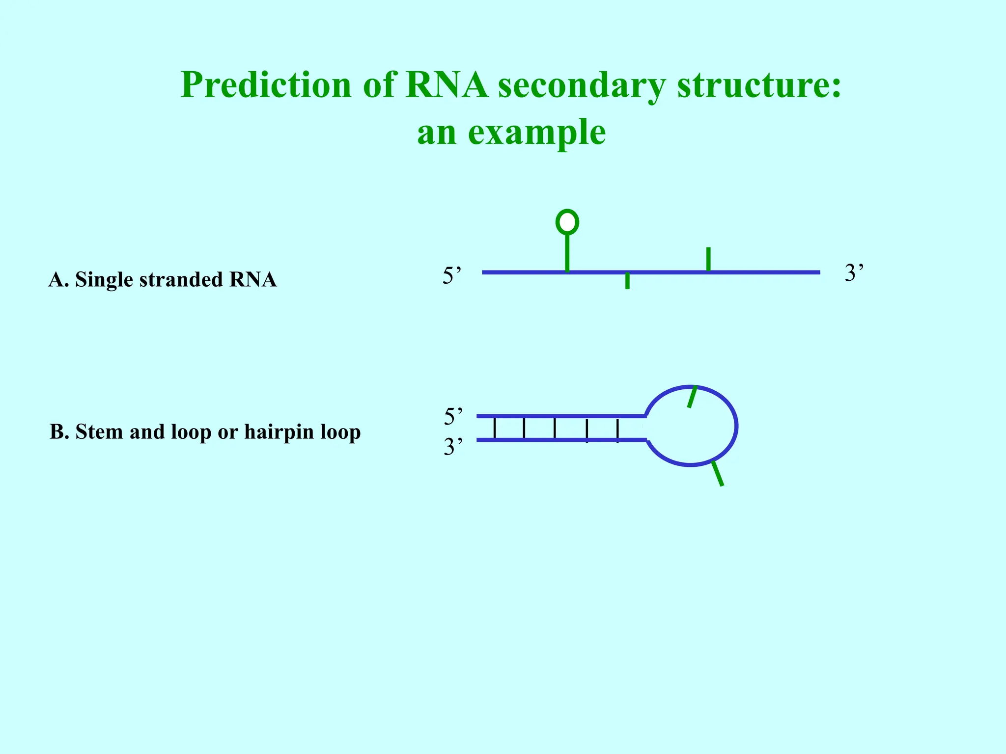 Prediction of RNA secondary structure:
an example
A. Single stranded RNA 5’ 3’
5’
3’
B. Stem and loop or hairpin loop
 