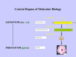 BIOINFORMATICS.ppt History and applications | PPT